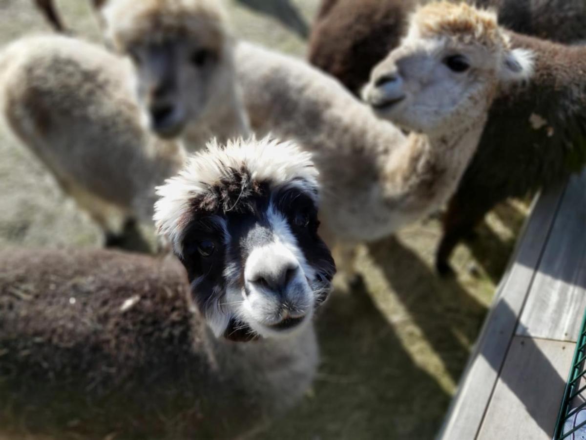 Ferienwohnung Bungenhof Alpacas Celle Buitenkant foto