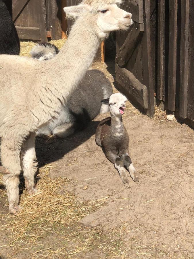 Ferienwohnung Bungenhof Alpacas Celle Buitenkant foto